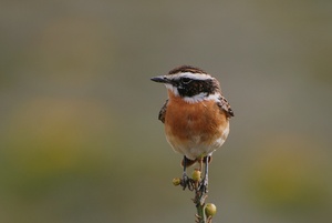 Braunkehlchen