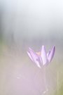 Krokus im Gegenlicht II