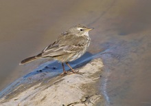 Bergpieper (Anthus spinoletta)