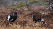 Black grouse displaying