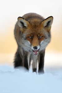 Red fox