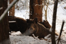 Sauen im Winterwald