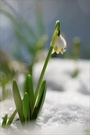 Leucojum vernum