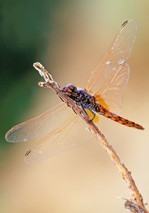 Trithemis annulata?