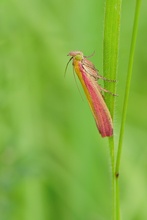 Oncocera semirubella