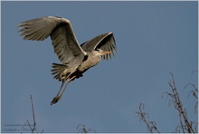 Graureiher (Ardea cinerea)