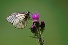 Nachmittag eines Schmetterlings 1