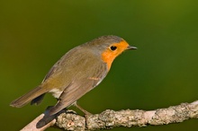 Rotkehlchen (Erithacus rubecula)