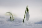 Galanthus nivalis