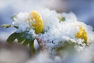 Wann wird's mal wieder richtig Frühling?