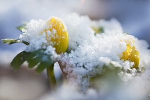 Wann wird's mal wieder richtig Frühling?