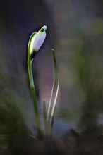 Frühlingsknotenblume