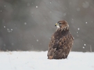 Mäusebussard im Winter