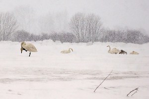 Schneetreiben