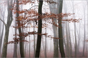 Im herbstlichen Buchenwald