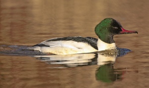 Im scheinbar braunen Wasser...