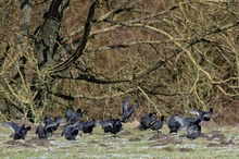 Blässrallen (Fulica atra) am Emsufer