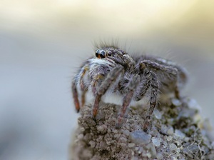 Philaeus chrysops