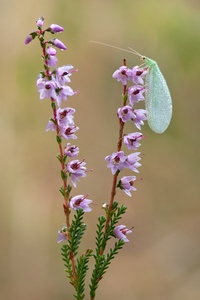 Florfliege