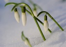 Glöckchen im Schnee