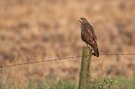 Mäusebussard