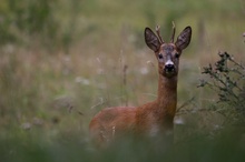 Jährlingsbock