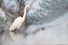 Silberreiher (Ardea alba)