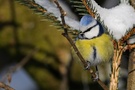Blaumeise
