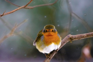 Rotkelchen im Schneetreiben