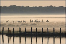 am Bodden... Kranichvögel *Grus grus*