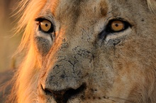 Kalahari Löwe im Morgenlicht!