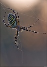 Wespenspinne (argiope bruennichi)