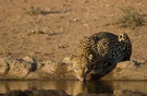 Leopard beim Morningdrink