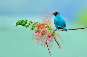 Green Honeycreeper