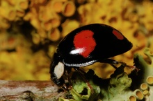 Marienkäfer