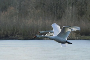 Fliegende Schwäne