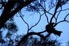 ~ Wood Pigeon ~