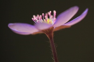 Leberblümchen