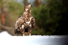 Seeadler im Schnee