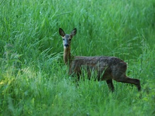 Reh im Gräsermeer