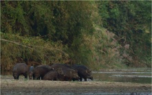 Ein gemütliches Beisammenschwein...