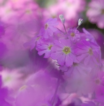 Ein Hauch Frühling