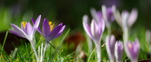 Kleine Krokuslandschaft