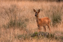 Roe Deer