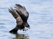 Falscher Greifvogel