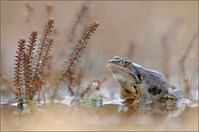 ~ Moorfrosch ~