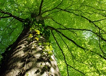 Buchenkrone im Spätfrühling