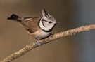 Haubi