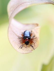 Rothalsiges Getreidehähnchen - Oulema melanopus