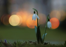 Galanthus and the evening City